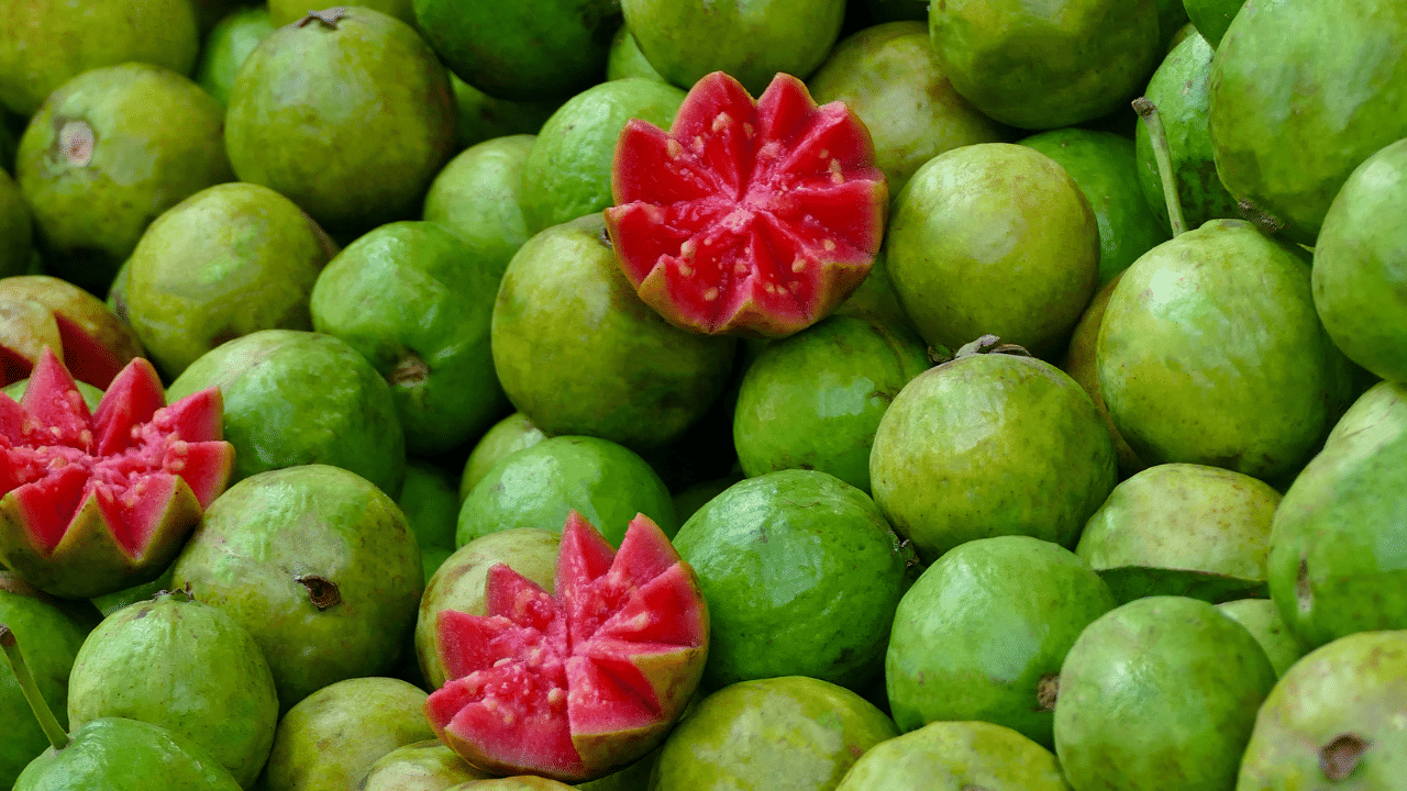 Guava: ആരോഗ്യത്തിന് ഗുണകരം, പക്ഷേ കഴിക്കുന്നത് ഇങ്ങനെയെങ്കിൽ പണി ഉറപ്പ്! Guava: ആരോഗ്യത്തിന് ഗുണകരം, പക്ഷേ കഴിക്കുന്നത് ഇങ്ങനെയെങ്കിൽ പണി ഉറപ്പ്!