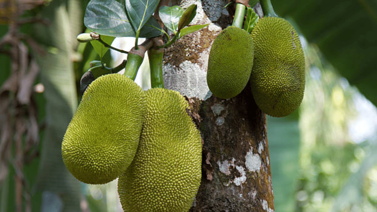ചക്ക വറ്റല്‍, ജാം, ഐസ്‌ക്രീം, കേക്ക്, പായസം തുടങ്ങി ചക്ക വിഭവങ്ങള്‍ക്കും മാർക്കറ്റിൽ ഡിമാന്റുണ്ട്. സീസണാകുന്നതിനു മുമ്പുതന്നെ ലക്ഷങ്ങളുടെ കച്ചവടമാണ് നടക്കുന്നതെന്നും വ്യാപാരികൾ ചൂണ്ടിക്കാട്ടുന്നു. (Image Credit: Getty Images)
