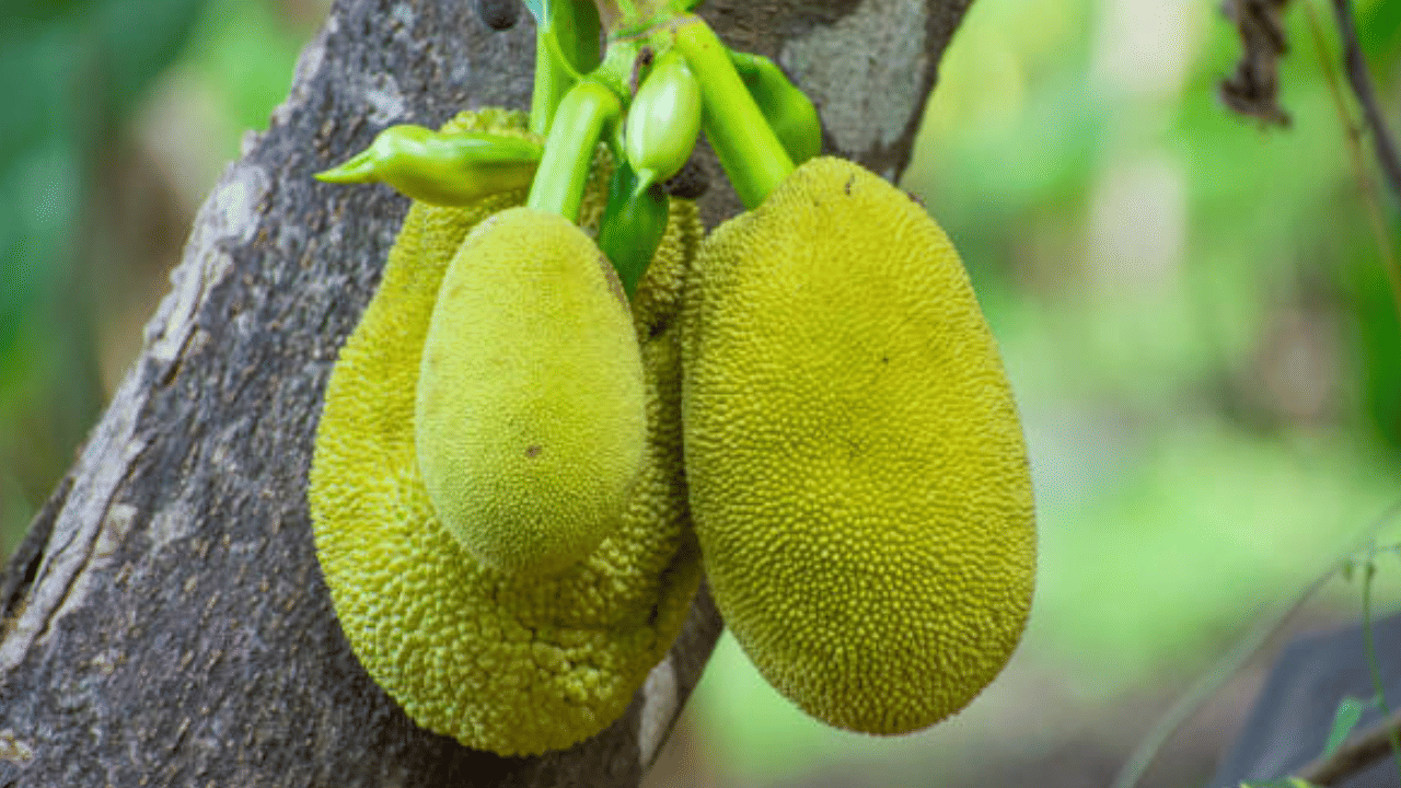 എന്നാൽ ഇവ ചക്ക വിഭവങ്ങളായി കേരളത്തിലേക്ക് തന്നെ എത്തുന്നുണ്ട്. അവ പണം കൊടുത്ത് മലയാളികൾ വാങ്ങുകയും ചെയ്യുന്നു. അങ്ങനെ മലയാളികൾ തിരിച്ചറിയാത്ത വിപണിയിൽ അയൽസംസ്ഥാനം നേട്ടം കൊയ്യുകയാണ്. (Image Credit: Getty Images)
