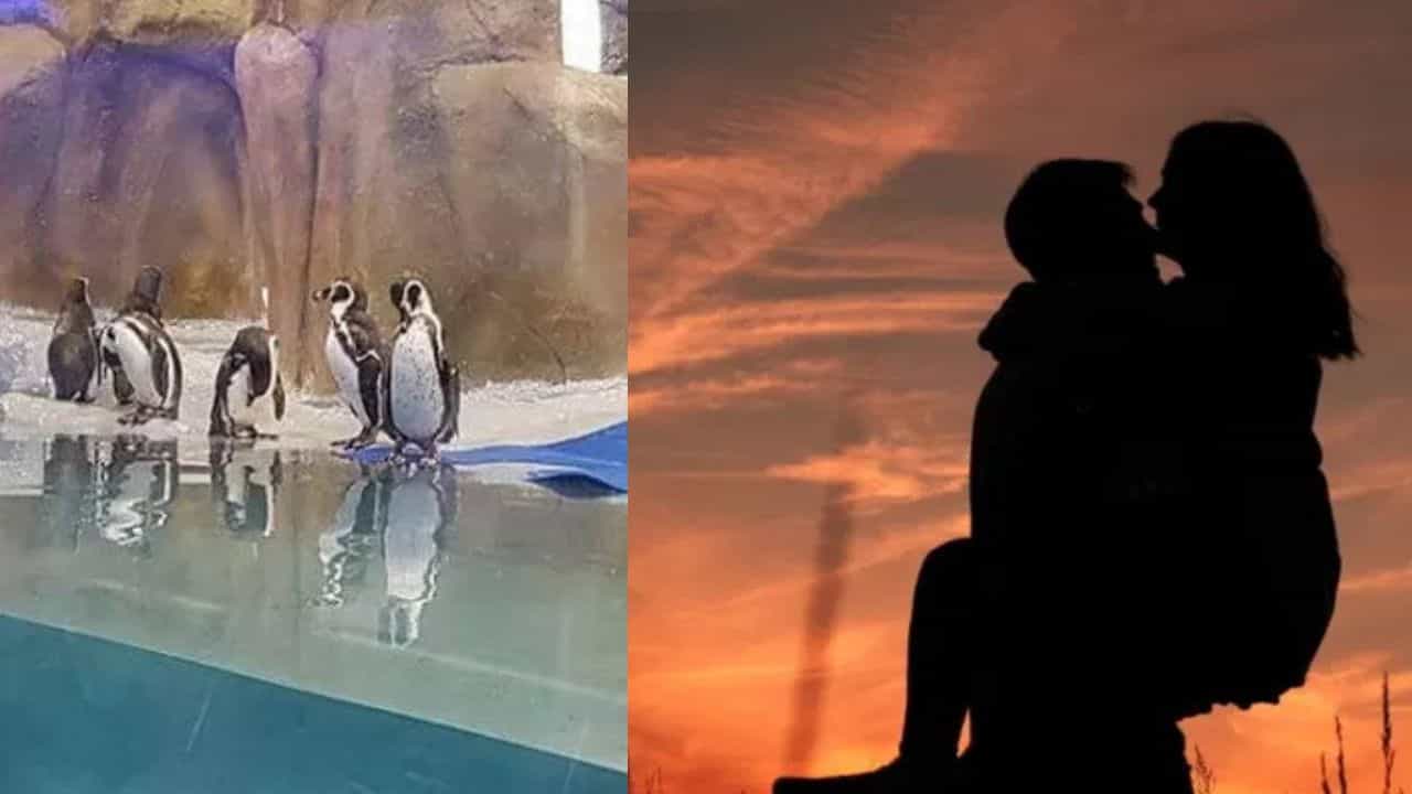 Pebbling: പ്രണയിക്കാൻ പെൻ​ഗ്വിനെ കണ്ടു പഠിക്കുന്നോ? പുതിയ പിള്ളേരുടെ പെബ്ലിംഗ് എന്താണെന്ന് അറിയണോ?