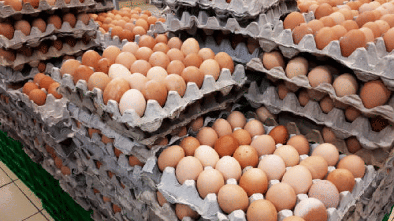 മുട്ടവിലയും കുതിക്കുകയാണ്. കോഴി മുട്ടയ്ക്ക് 7 രൂപ വരെയാണ് വില. സംസ്ഥാനത്ത് കോഴിമുട്ടയുടെയും താറാവിന്‍റെയും ഉത്പാദനം കുറഞ്ഞതും തമിഴ്‌നാട്, കര്‍ണാടക സംസ്ഥാനങ്ങളില്‍ നിന്ന് ഇറക്കുമതി കൂടിയതുമാണ് വിലയ്ക്ക് കരുത്തേകിയത്. കൂടാതെ, ക്രിസ്മസ് പ്രമാണിച്ച് കേക്കുകളുടെ ഡിമാൻഡ് ഉയർന്നതും മുട്ട വിലയെ സ്വാധീനിച്ചു. (Image Credit: Getty Images)