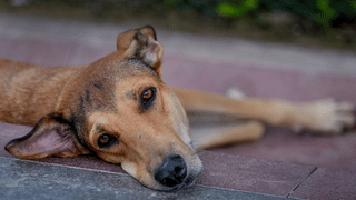 Namma Metro: നമ്മ മെട്രോ കൂടുതല്‍ സ്ഥലങ്ങളിലേക്ക് എത്തുന്നു; 2027ല്‍ 175 കിലോമീറ്റര്‍ കടക്കും