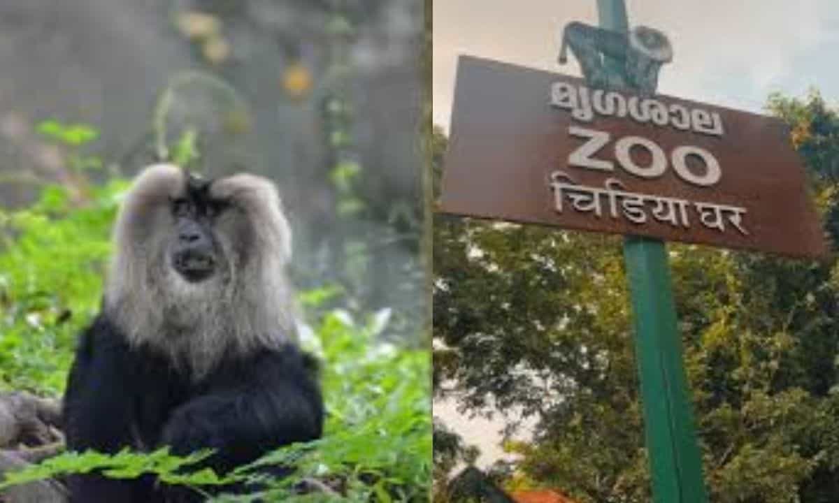 Thiruvananthapuram Zoo: തിരുവനന്തപുരം മൃഗശാലയിൽ സിംഹവാലൻ കുരങ്ങ് ചാടിപ്പോയി