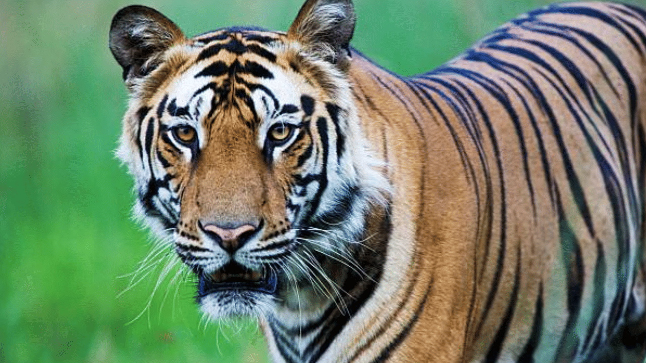 Forest Officials Missing: ബോണക്കാട് കാണാതായ ഉദ്യോ​ഗസ്ഥരെ കണ്ടെത്തി