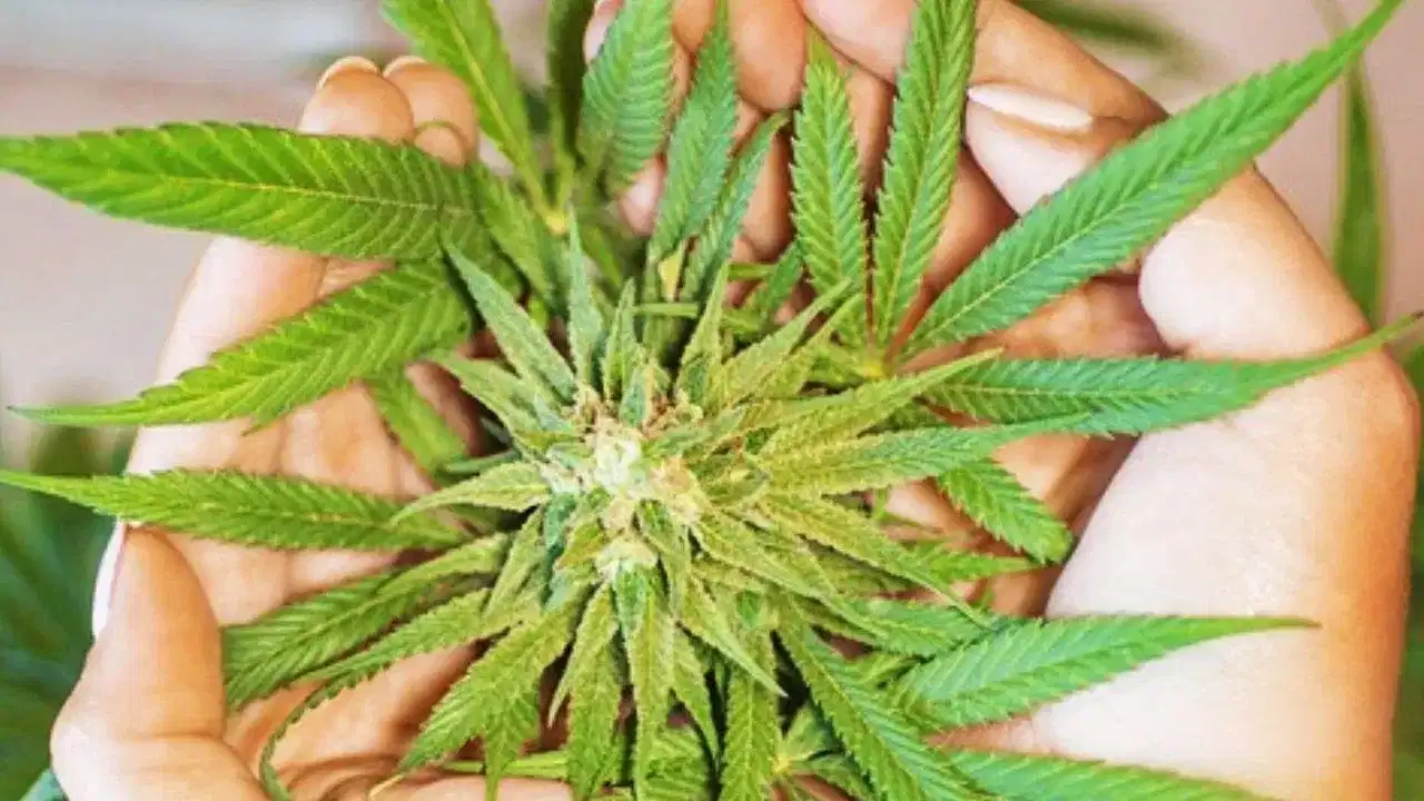 Ganja Case Mysuru: മൈസൂരിൽ ജയിലിൽ കഴിയുന്ന മകന് കഞ്ചാവ് എത്തിച്ച് മാതാപിതാക്കൾ, കയ്യോടെ പിടികൂടി അധികൃതർ