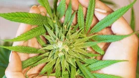 Ganja Case Mysuru: മൈസൂരിൽ ജയിലിൽ കഴിയുന്ന മകന് കഞ്ചാവ് എത്തിച്ച് മാതാപിതാക്കൾ, കയ്യോടെ പിടികൂടി അധികൃതർ...