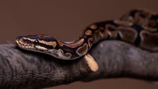 Calcium: പാൽ കുടിക്കാൻ മടിയാണോ? കാൽസ്യത്തിന് ഇവ കഴിച്ചാലും മതി!