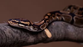 Viral Snake news: ആ അസ്ഥികൂടം 37 ദശലക്ഷം വർഷം പഴക്കമുള്ള പാമ്പിന്റേതോ?...