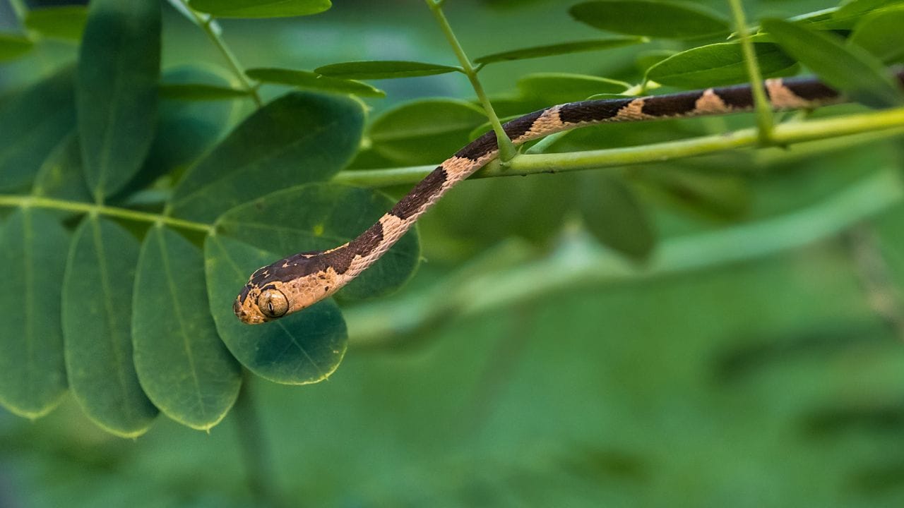പാമ്പുകളുടെ പരിണാമ പഠനത്തിൽ വലിയൊരു വഴിത്തിരിവാകും ഈ കണ്ടെത്തൽ എന്ന് ഡോ. ജോർജിയോസ് ജോർഗാലിസ് പറഞ്ഞു.