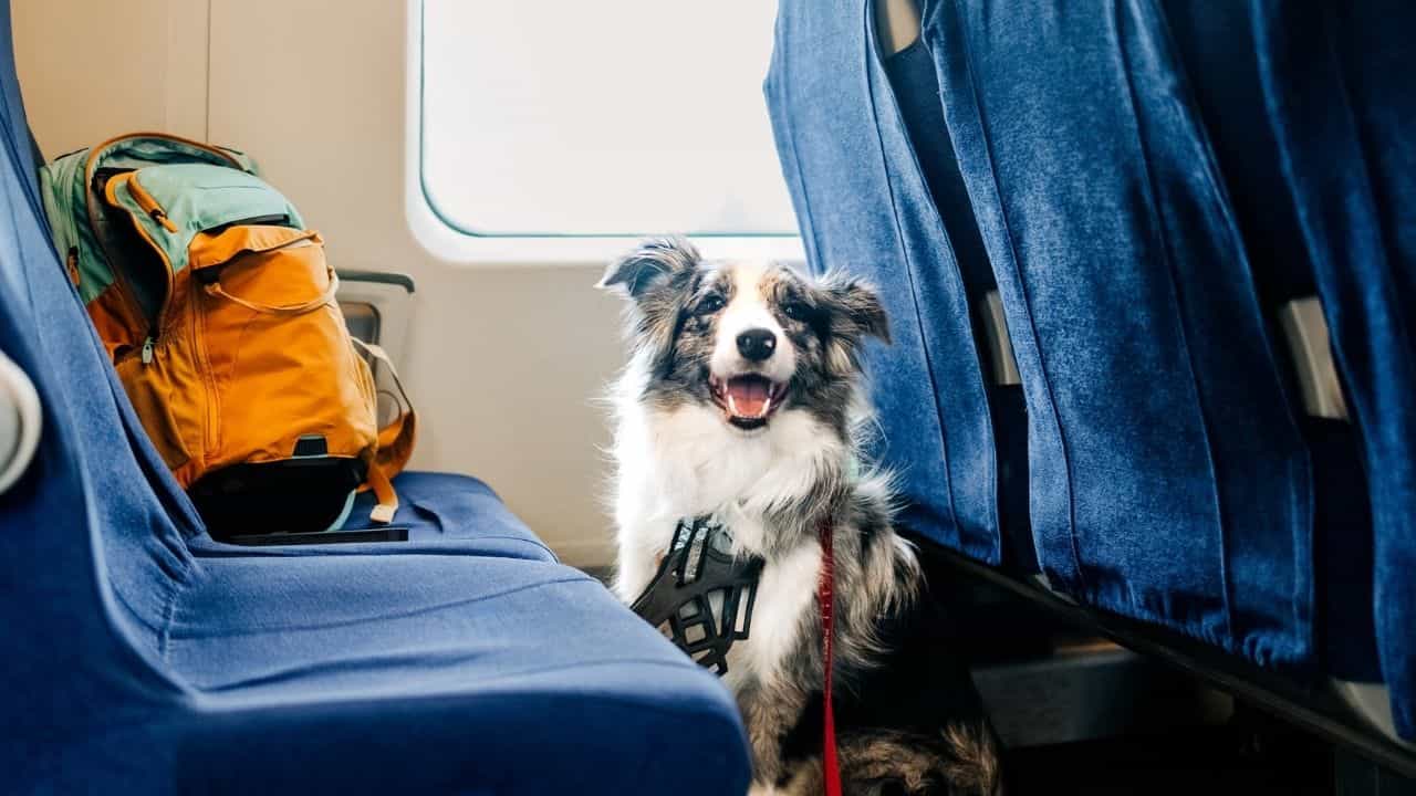 Air India Pet Policy: പെറ്റിനെ കൂടെ കൂട്ടിക്കോ...; എയർ ഇന്ത്യയിലെ നിയമങ്ങൾ ഇങ്ങനെ