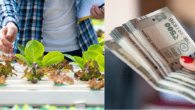 പ്രതിമാസം ലക്ഷങ്ങൾ വരുമാനം, ഈ കൃഷിക്ക് മണ്ണ് വേണ്ട!