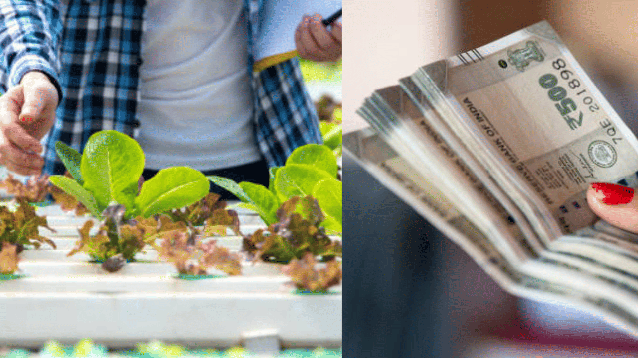 Aquaponics: പ്രതിമാസം ലക്ഷങ്ങൾ വരുമാനം, ഈ കൃഷിക്ക് മണ്ണ് വേണ്ട!