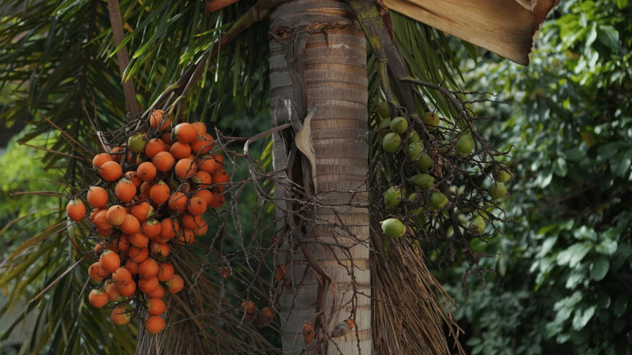 നാളികേരം തളർന്നുവെങ്കിലും കേരളത്തിൽ സുലഭമായ മറ്റൊന്നിന് വിപണിയിൽ മൂല്യം കൂടുകയാാണ്. കവുങ്ങാണ് ഇപ്പോൾ‌ താരം. വിപണിയിൽ ഡിമാൻഡ് കൂടിയതോടെ അടയ്ക്ക കർഷകരും സന്തോഷത്തിലാണ്. വ്യാവസായിക ആവശ്യങ്ങളിൽ അടയ്ക്കയ്ക്ക് ഡിമാന്റ് വർദ്ധിച്ചിട്ടുണ്ട്.
