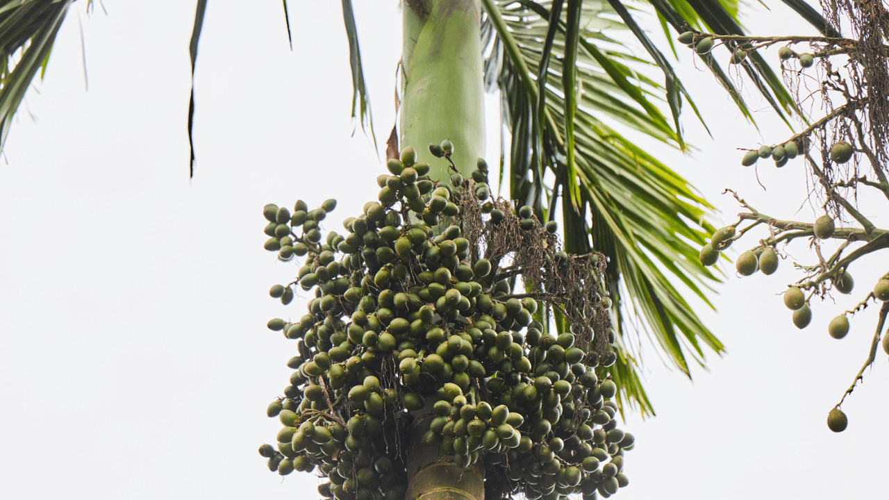 കമുക് തോട്ടങ്ങളുടെ വിസ്തൃതിയിൽ കുറവുണ്ടായിട്ടും ഉൽപാദന വർദ്ധിച്ചതാണ് മറ്റൊരു പ്രധാനപ്പെട്ട കാര്യം. മുൻ വർഷത്തെ അപേക്ഷിച്ച് കേരളത്തിൽ 331 ഹെക്ടർ കമുകു കൃഷിയാണു കുറഞ്ഞത്. എന്നാൽ 1534 ടണ്ണിന്റെ ഉൽപാദനം കൂടി. അടയ്ക്ക ഇറക്കുമതിയിലും വർദ്ധനവ് ഉണ്ടായിട്ടുണ്ട്. (Image Credit: Getty Images)
