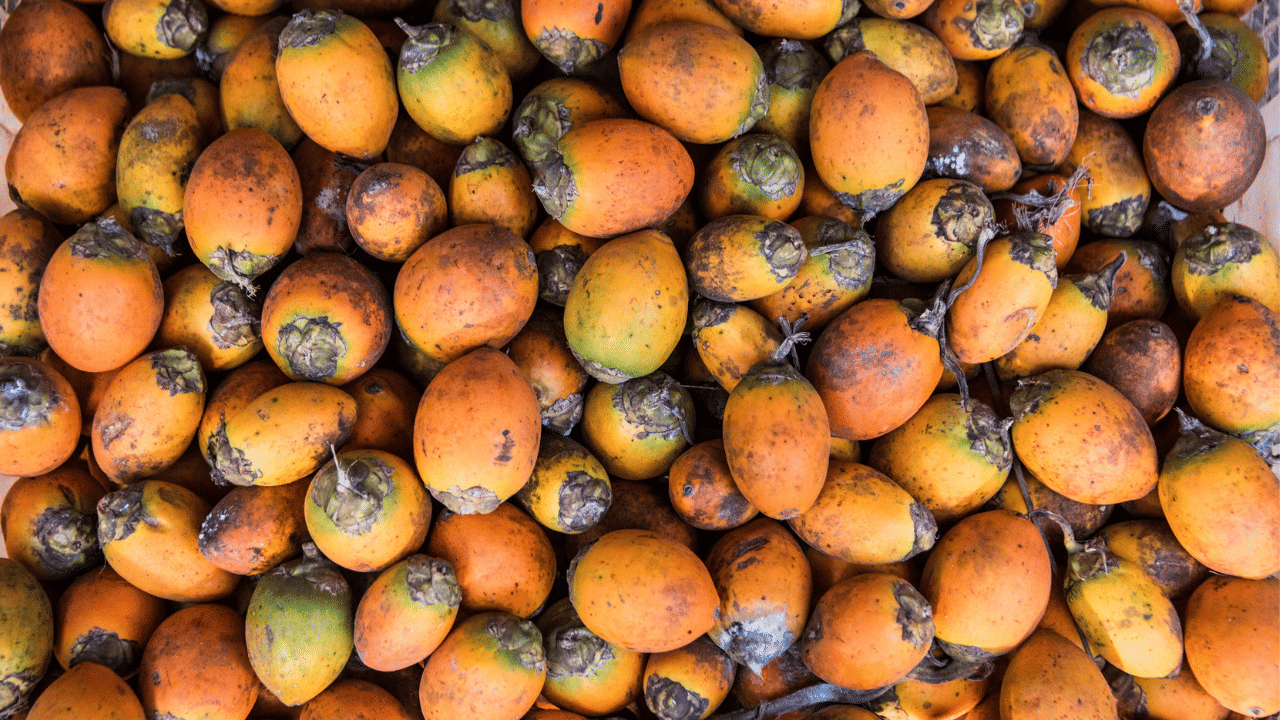 പുതുവർഷത്തിൽ വളരെ മികച്ച കച്ചവടമാണ് ലഭിച്ചത്. കേരളത്തിലെ പ്രധാന അടക്ക വിപണന കേന്ദ്രമായ ചാലിശേരിയിൽ 1500 ചാക്ക് അടക്കയാണ് വിൽപനയ്ക്കെത്തിയത്. പുതുവർഷ ലേലത്തിൽ പുതിയ അടക്ക കിലോക്ക് 450, പഴയത് 475 രൂപ നിരക്കിലാണ് വിറ്റുപോയത്. ഉൽപാദനം കുറഞ്ഞതോടെ പ്രാദേശിക അടക്കയുടെ ഡിമാൻഡ് കൂടുന്നതാണ് നിലവിലെ കുതിപ്പിന് കാരണം.
