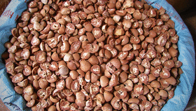 തേങ്ങ തളർന്നു, ഇത് ഉണ്ടെങ്കിൽ ലക്ഷപ്രഭുവാകാം, വിലയിൽ വൻ കുതിപ്പ്