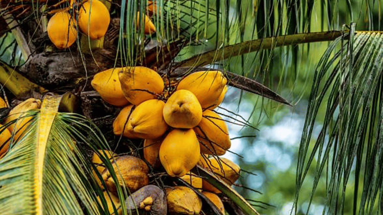 കേരളത്തിൽ നിലവിൽ നാളികേര കർഷകർക്ക് കഷ്ടകാലമാണ്. വിലയിൽ വൻ ഇടിവാണ് സമീപകാലങ്ങളിൽ സംഭവിച്ചത്.  78 രൂപയിൽ നിന്ന് പച്ചത്തേങ്ങ വില കിലോയ്ക്ക് 55 രൂപ നിരക്കിലേക്ക് താഴ്ന്നിരിക്കുകയാണ്. വില ഇനിയും കുറഞ്ഞേക്കുമെന്നാണ് സൂചന. വിപണിയിലടക്കം തേങ്ങ ധാരാളം എത്തുന്നതാണ് നിലവിലെ ഇടിവിന് കാരണം.
