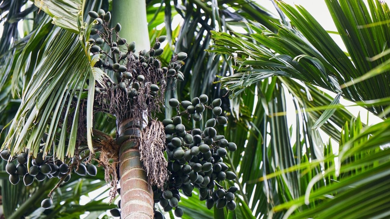 അതേവര്‍ഷം തന്നെ ഉണക്കി കൊട്ടടയ്ക്കായി വില്‍ക്കുന്നതാണ് പുതിയ അടയ്ക്ക. എന്നാല്‍ ഒരു വര്‍ഷത്തിലേറെ കേടുകൂടാതെ സൂക്ഷിച്ചശേഷം വില്‍ക്കുന്നവയാണ് പഴയ അടയ്ക്കകള്‍.

