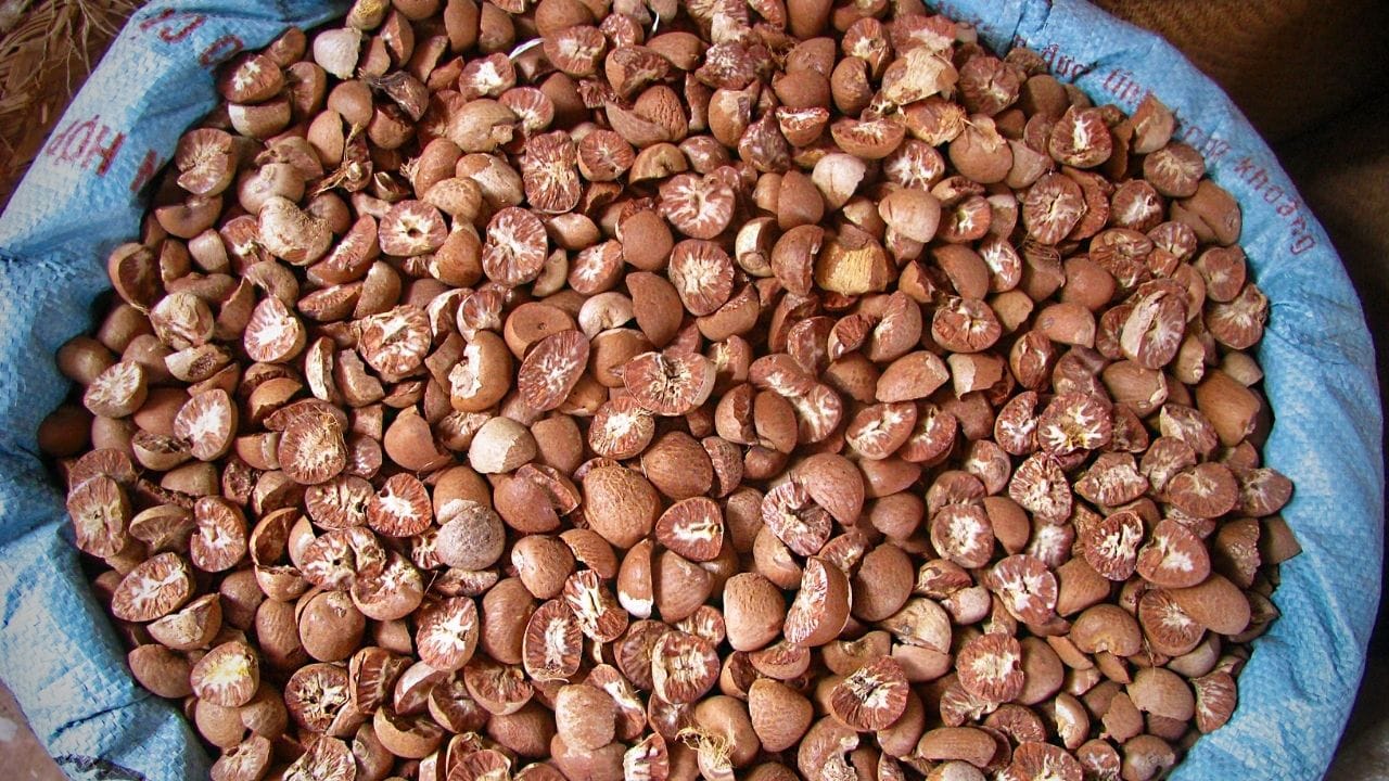 കഴിഞ്ഞ വര്‍ഷം വരെ 400 രൂപയ്ക്ക് താഴെ മാത്രം ലഭിച്ചിരുന്ന പുത്തന്‍ അടയ്ക്കയാണ് ഇപ്പോള്‍ ചരിത്രം കുറിക്കുന്നത്. പുതിയ അടയ്ക്കയുടെ വിലയില്‍ മാത്രമല്ല പഴയ അടയ്ക്ക വിലയും കുതിച്ചുയര്‍ന്നു. കിലോയ്ക്ക് 545 രൂപ വരെയാണ് പഴയ അടയ്ക്കയുടെ വില. 

