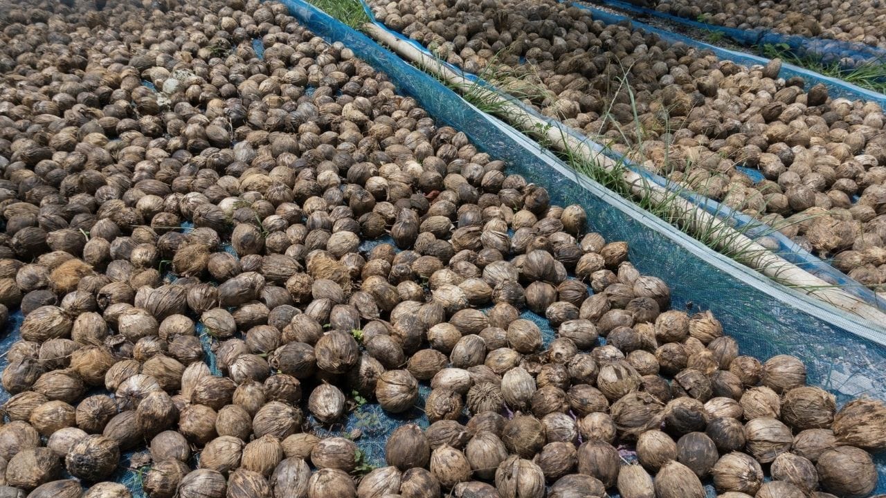 കവുങ്ങ് കര്‍ഷകര്‍ക്ക് വിപണിയില്‍ നിന്നെത്തുന്നത് സന്തോഷ വാര്‍ത്ത. തേങ്ങയുടെ വിലക്കുതിപ്പില്‍ ഒതുങ്ങി നിന്നിരുന്ന അടയ്ക്ക ഇതാ വീണ്ടും തലപൊക്കുകയാണ്. വലിയ നേട്ടം തന്നെ സ്വന്തമാക്കാന്‍ കര്‍ഷകരെ സഹായിക്കും വിധത്തിലാണ് അടയ്ക്കയുടെ കുതിപ്പ്. (Image Credits: Getty Images)