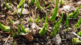 'ഗ്രീന്‍ ഗോള്‍ഡ്' കൃഷി ചെയ്യൂ; വരുമാനം ലക്ഷങ്ങള്‍