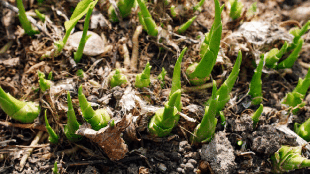 Bamboo Farming: ഇതാണ് പണം കായ്ക്കുന്ന മരം, ഗ്രീന് ഗോള്ഡ് കൃഷി ചെയ്യൂ; വരുമാനം ലക്ഷങ്ങള് Bamboo Farming: ഇതാണ് പണം കായ്ക്കുന്ന മരം, ഗ്രീന് ഗോള്ഡ് കൃഷി ചെയ്യൂ; വരുമാനം ലക്ഷങ്ങള്