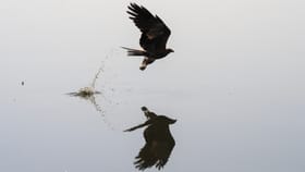 പരുന്തുകളെ ഓടിക്കാൻ 1275 കിലോ ബോൺലസ് ചിക്കൻ; റിപ്പബ്ലിക് ദിന...