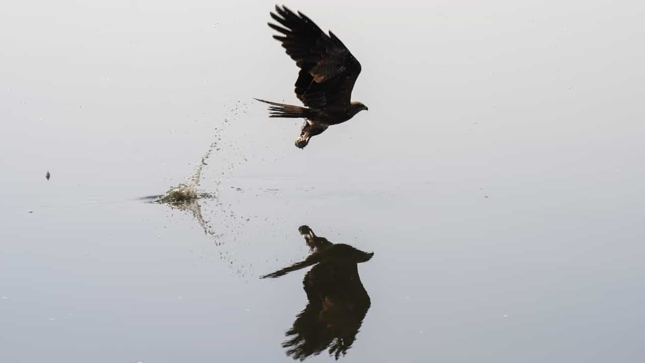 Republic Day 2026: പരുന്തുകളെ ഓടിക്കാൻ 1275 കിലോ ബോൺലസ് ചിക്കൻ; റിപ്പബ്ലിക് ദിന വ്യോമാഭ്യാസങ്ങൾക്കായി വ്യത്യസ്ത തയ്യാറെടുപ്പ്