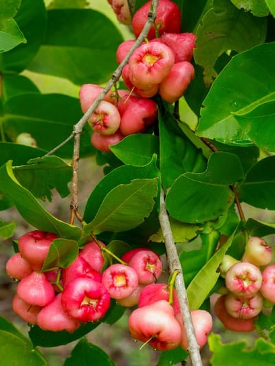 ആരോഗ്യ ഗുണങ്ങൾ അറിഞ്ഞ് ചാമ്പക്ക കഴിക്കാം