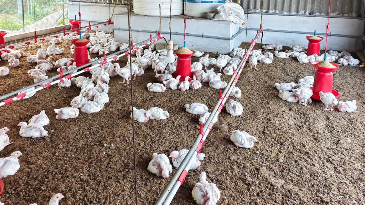 Bengaluru: ചിക്കൻ കഴിക്കാൻ പൊന്ന് വില കൊടുക്കണം; ബെംഗളൂരുവിൽ വിലക്കയറ്റം രൂക്ഷം