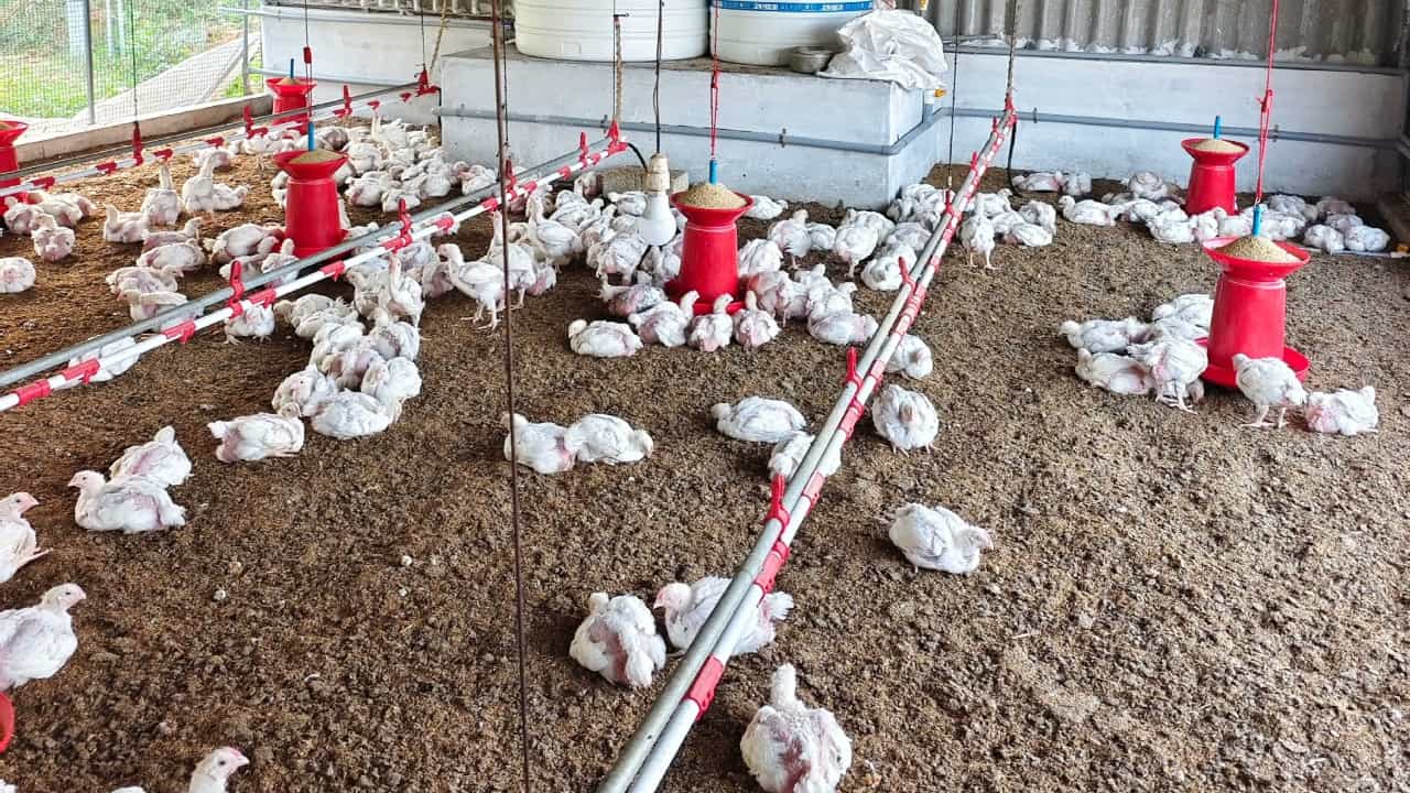 Bengaluru: ചിക്കൻ കഴിക്കാൻ പൊന്ന് വില കൊടുക്കണം; ബെംഗളൂരുവിൽ വിലക്കയറ്റം രൂക്ഷം