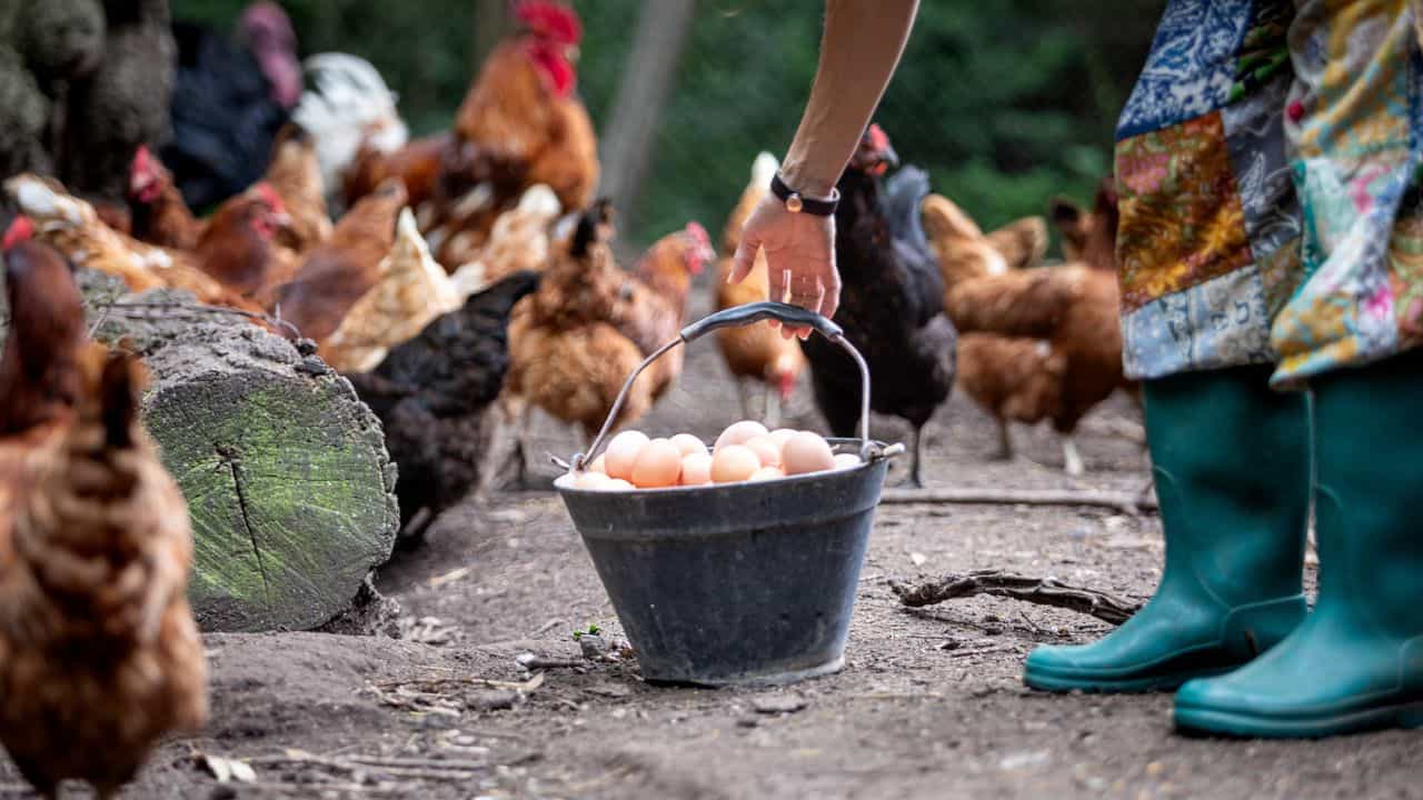 Chicken Price: കോഴിയിറച്ചി ആവോളം കഴിച്ചോളൂ, വില കുറഞ്ഞു; ഇനി കൂടുമോ?