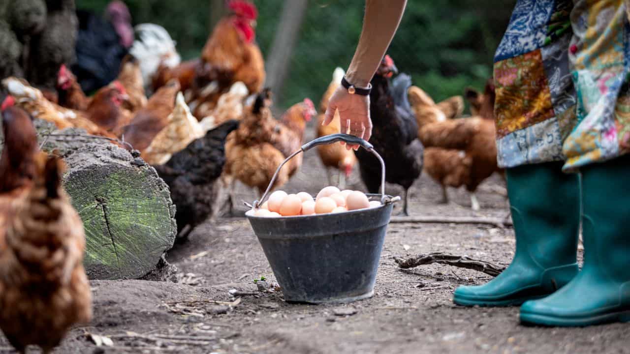 Kerala Price Hike: മുട്ടയ്ക്കും ചിക്കനും തീ വില; വറുക്കാൻ വെളിച്ചെണ്ണ വാങ്ങാനൊക്കുമോ?