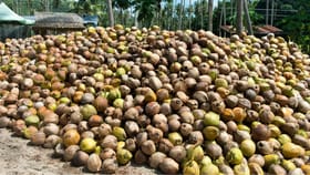 വെളിച്ചെണ്ണ ഇന്ന് തന്നെ വാങ്ങിക്കോളൂ, വന്‍ വിലയിടിവ്