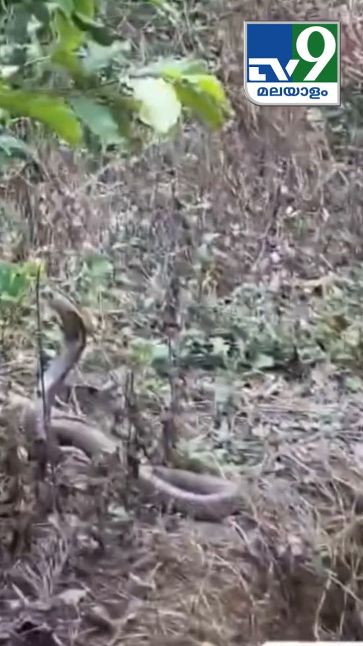 വീടിൻ്റെ മുറ്റത്ത് മൂർഖൻ, കുരച്ചോടിച്ച് വളർത്തുനായ