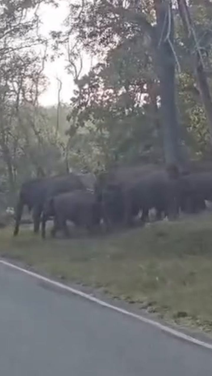 ആനകളുടെ റൂട്ട് മാർച്ച്