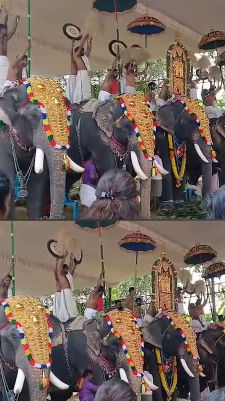അങ്കമാലിയിൽ ഉത്സവത്തിനിടയിൽ ആന ഇടയുന്നു