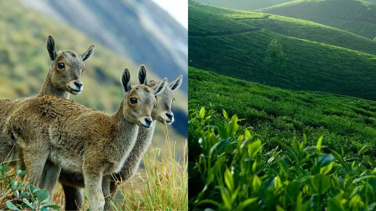 Eravikulam National Park: മൂന്നാറിലെ ഈ സ്ഥലം അടുത്ത മാസം മുതൽ അടച്ചിടും, ശ്രദ്ധിക്കേണ്ടത് ഇതൊക്കെ
