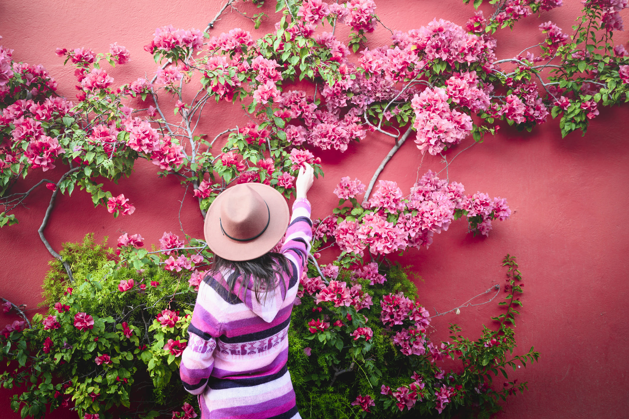 ബൊഗൈൻവില്ല കൊണ്ടുള്ള ചായ മനോഹരമായ നിറം കൊണ്ടും ഔഷധഗുണങ്ങൾ കൊണ്ടും ഇന്ന് ഏറെ ശ്രദ്ധിക്കപ്പെടുന്നുണ്ട്. ദഹനസംബന്ധമായ പ്രശ്നങ്ങൾക്കും ചുമയ്ക്കും പ്രതിരോധശേഷി വർദ്ധിപ്പിക്കാനും ഈ ചായ നല്ലതാണെന്നാണ് പല പഠനങ്ങളും പറയുന്നത്. ബൊഗൈൻവില്ല ചായ വീട്ടിൽ തന്നെ എളുപ്പത്തിൽ എങ്ങനെ തയ്യാറാക്കാമെന്ന് നമുക്ക് വിശദമായി പരിശോധിക്കാം.  
