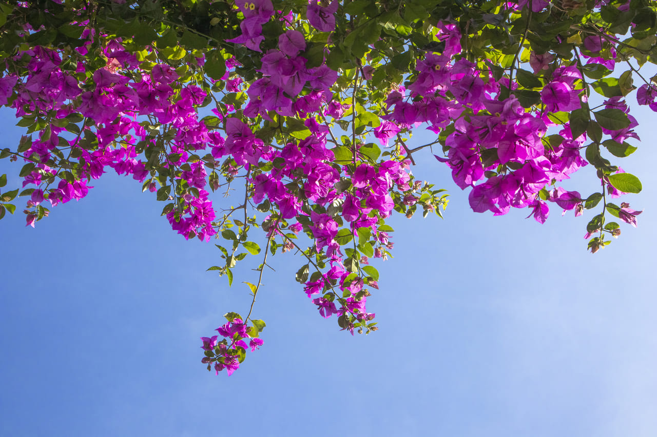 മഴ മാറി വെയിൽ തെളിയുന്നതോടെ കേരളത്തിലെ ഉദ്യാനത്തിലെ കിരീടമണിയാത്ത രാജ്ഞിയാണ് ബൊഗൈൻവില്ല അഥവ കടലാസ് പൂവ്. കഠിനമായ ചൂടിനെയും അതിജീവിച്ചു നിൽക്കുന്ന ഈ പൂക്കൾ മലയാളികൾക്ക് എന്നും പ്രിയപ്പെട്ടതാണ്. കാഴ്ചയ്ക്ക് വിസ്മയമൊരുക്കുന്ന ഈ ചെടിയുടെ പൂക്കൾ കൊണ്ട് ആരോഗ്യദായകമായ ചായ തയ്യാറാക്കാമെന്ന് നിങ്ങൾക്കറിയാമോ? ബൊഗൈൻവില്ലയുടെ ഗുണങ്ങളും വിശേഷങ്ങളും നമുക്ക് നോക്കാം. (Image Credits: Getty Images)
