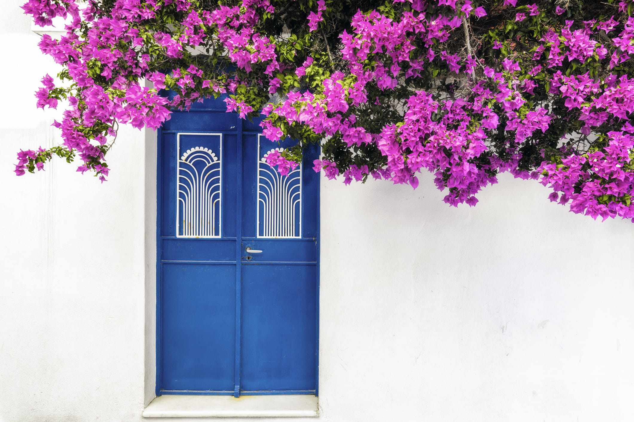 ശരീരത്തിലെ വിഷാംശങ്ങളെ പുറന്തള്ളാൻ ബൊഗൈൻവില്ല പൂക്കൾകൊണ്ടുള്ള ചായ വളരെ നല്ലതാണ്.  ചുമ, തൊണ്ടവേദന എന്നിവയ്ക്ക് ആശ്വാസം നൽകുന്നു. വയറിലെ അസ്വസ്ഥതകൾ കുറയ്ക്കാൻ ഇവ സഹായിക്കുന്നു. രാസവളങ്ങളോ കീടനാശിനികളോ അടിക്കാത്ത ശുദ്ധമായ പൂക്കൾ മാത്രം ഉപയോഗിക്കാൻ ശ്രദ്ധിക്കുക. ഗർഭിണികളും സ്ഥിരമായി മരുന്ന് കഴിക്കുന്നവരും ഡോക്ടറുടെ നിർദ്ദേശം തേടിയ ശേഷം മാത്രമെ ഇത്തരം പാനീയങ്ങൾ കുടിക്കാവു. 
