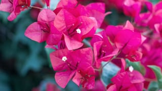 Health Tips: അറിഞ്ഞിരിക്കുക! മാമ്പഴം കഴിച്ചതിന് പിന്നാലെ ശീതളപാനീയങ്ങൾ കുടിച്ചാൽ സംഭവിക്കുന്നത്