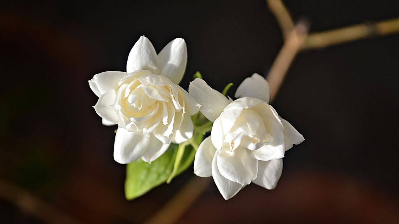 തമിഴ്‌നാട്ടിലെ വിലക്കയറ്റം കേരളത്തിലും പ്രതിഫലിച്ചു. ആറായിരത്തിനും ഏഴായിരത്തിനും ഇടയിലാണ് കേരളത്തില്‍ പലയിടങ്ങളിലും മുല്ലപ്പൂ വില. ഇത് വൈകാതെ ഇനിയും ഉയര്‍ന്നേക്കാം. കോയമ്പത്തൂര്‍, മധുര, സത്യമംഗലം, മേട്ടുപ്പാളയം എന്നിവിടങ്ങളില്‍ നിന്നാണ് കേരളത്തിലേക്ക് കൂടുതലായി മുല്ലപ്പൂ എത്തുന്നത്. 

