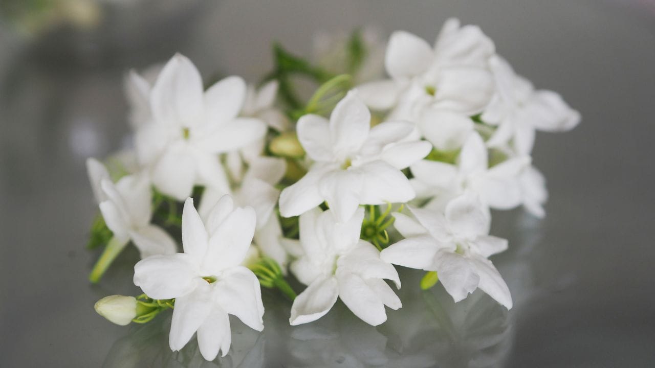 ഇതിന് പുറമെ, ദിണ്ടിഗല്‍ ജില്ലയിലെ നിലക്കോട്ടൈ, വട്ടലക്കുണ്ടു എന്നിവിടങ്ങളില്‍ ഇത്തവണ കാര്യമായ വിളവ് ലഭിക്കാത്തത് വിലക്കുതിപ്പിന് കാരണമായി. മുല്ലപ്പൂവിന് പുറമെ കനകാംബരം, പിച്ചി എന്നിവയുടെ വിലയും ഉയര്‍ന്നിട്ടുണ്ട്. കാലാവസ്ഥയിലുണ്ടായ മാറ്റം കര്‍ഷകര്‍ക്ക് സമ്മാനിച്ചത് കനത്ത നഷ്ടമാണ്. 

