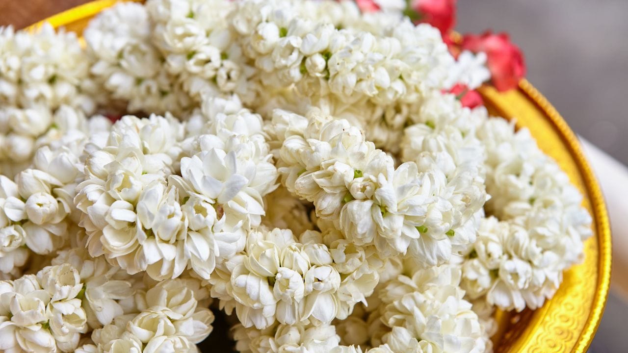 മുല്ലപ്പൂ ചൂടി പൊങ്കല്‍ കൂടുന്നത് അല്‍പം റിസ്‌ക്കാകും. മധുര മുല്ലപ്പൂവിന്റെ വില കിലോഗ്രാമിന് 12,000 രൂപ കടന്നു. ഉസിലംപട്ടിയിലും പരിസര പ്രദേശങ്ങളിലുമായാണ് മധുര മുല്ലപ്പൂ കൂടുതലായി കൃഷി ചെയ്യുന്നത്. വിപണിയില്‍ എത്തുന്ന 70 ശതമാനം മുല്ലപ്പൂവിന്റെയും ഉറവിടം ഇവിടെ നിന്നാണ്. എന്നാല്‍ തണുപ്പ് കൂടിയത് ഉത്പാദനത്തിന് തിരിച്ചടിയായി.

