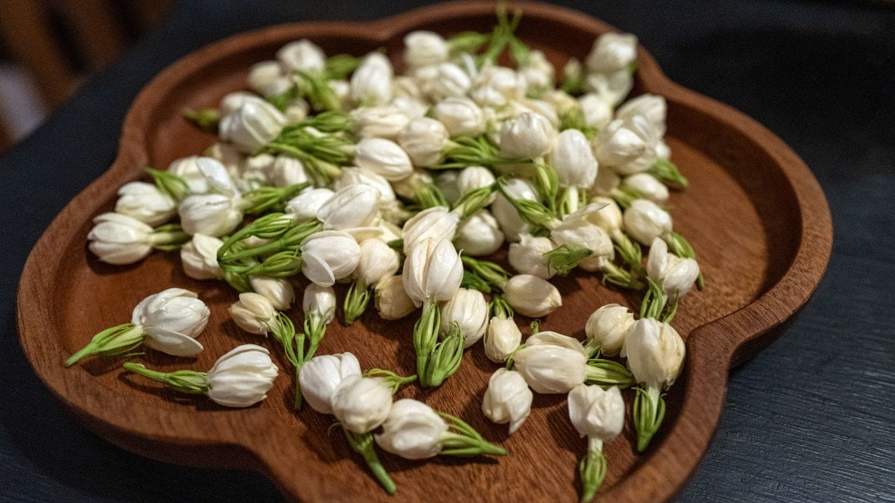 മുല്ലപ്പൂ തലനിറയെ ചൂടാതെ എങ്ങനെ വിവാഹം, സല്‍ക്കാരം, പാലുകാച്ചല്‍ തുടങ്ങിയ ആഘോഷങ്ങളുടെ ഭാഗമാകും അല്ലേ? എന്നാല്‍ വൈകാതെ മുല്ലപ്പൂ ഇല്ലാതെ എല്ലാ പരിപാടികള്‍ക്കും പോകേണ്ടതായി വരും. തമിഴ്‌നാടിന്റെ സംസ്ഥാന ആഘോഷമായ പൊങ്കലിന് മുന്നോടിയായി മുല്ലപ്പൂ റെക്കോഡ് ഉയരത്തിലേക്കാണ് കുതിക്കുന്നത്. (Image Credits: Getty Images)