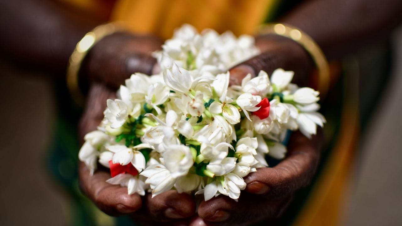 ഒരു മുളം മുല്ലപ്പൂവിന് തന്നെ കേരളത്തില്‍ നിലവില്‍ 100 രൂപയ്ക്ക് മുകളില്‍ ഈടാക്കുന്നുണ്ട്. പൊങ്കലിുലേക്ക് അടുക്കുന്നത് ഇനിയും വില വര്‍ധിപ്പിക്കുമെന്നാണ് വ്യാപാരികള്‍ പറയുന്നത്. 

