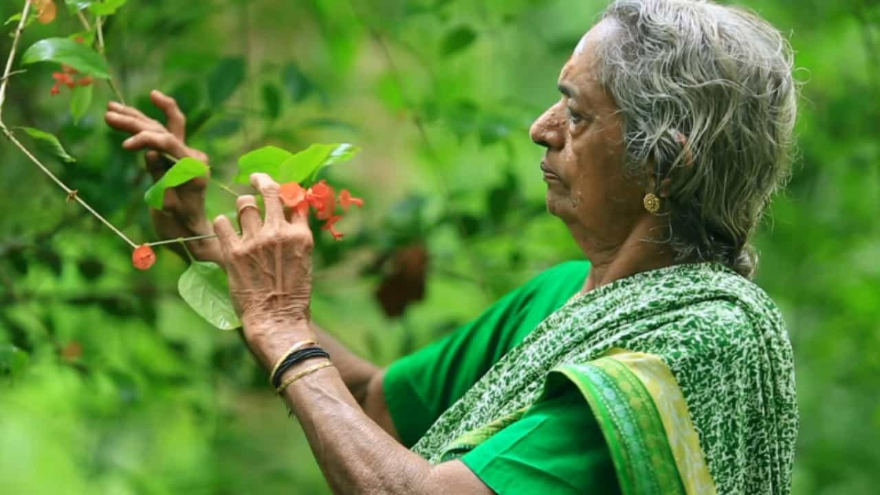 Kollakkayil Devaki Amma: മണ്ണറിഞ്ഞ സ്നേഹം; പത്മപുരസ്കാര സാധ്യതയിൽ ദേവകി അമ്മ എന്ന വനമുത്തശ്ശി