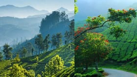 Marayoor: ‘സ്വർണം’ വിളയും കേരള മണ്ണ്; മറയൂരിലെ ഈ രഹസ്യത്തിന് പിന്നിൽ എന്ത്...