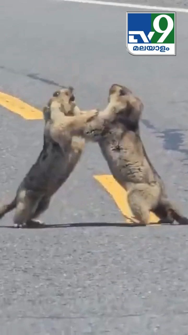 Viral Video : നടുറോഡിൽ പൊരിഞ്ഞ അടി, റോഡ് മൊത്തം ബ്ലോക്കായി